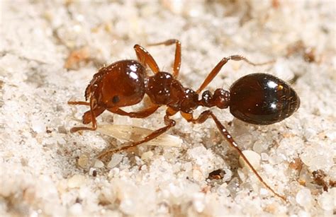 what are red fire ants